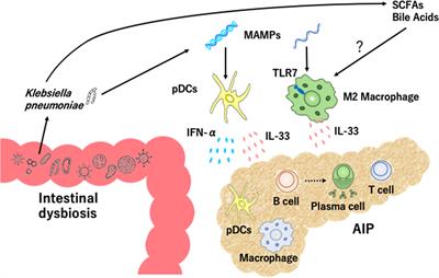 Intestinal Dysbiosis and Autoimmune Pancreatitis